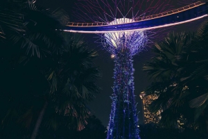 公园 景观设计 棕榈树 风景 新加坡 4k壁纸 3840x2160