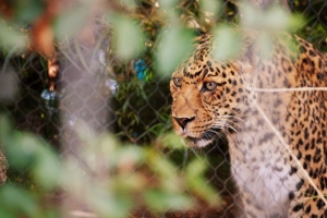 豹子 大猫 一瞥 捕食者 斑点 4k壁纸 3840x2160