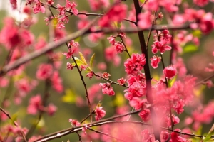花 花瓣 李子 树枝 粉红色 4k壁纸 3840x2160