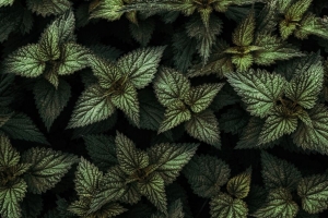 荨麻 树叶 绿色 植物 4k壁纸 3840x2160