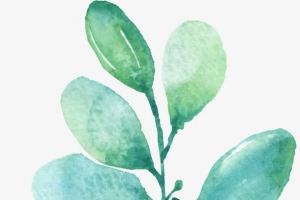 绿色水彩画草|树叶4