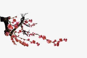 梅花