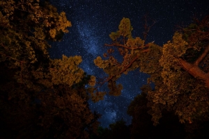 棵树 夜晚 星空 树枝 深色 4k壁纸 3840x2160