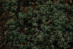 植物 树叶 草 绿色 4k壁纸 3840x2160
