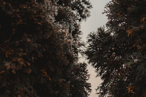  thuja 树 针 植物 常青 4k壁纸 3840x2160