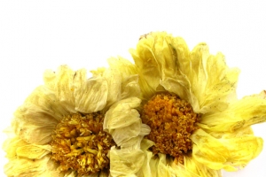 杭白菊菊花PNG素材
