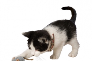 猫捉老鼠素材