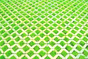地砖里的草