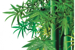 绿色清新竹叶露珠竹林