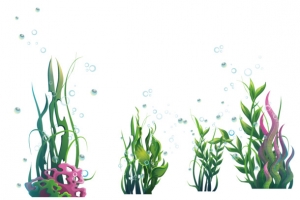 绿色海洋海藻类植物和水泡