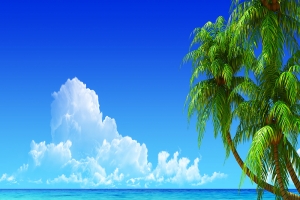 沙滩椰子树背景