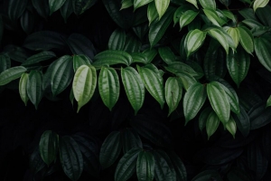 叶子 植物 深色 明亮的 4k壁纸 3840x2160