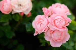 玫瑰 花 粉红色 植物 灌木 4k壁纸 3840x2160