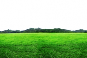 绿色草地
