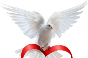 送爱心的白鸽