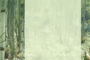 绿色竹林固定背景