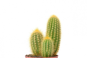 植物盆栽装饰无背景免扣仙人掌球PNG