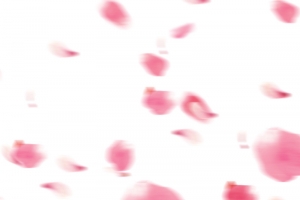 缥缈的瓣花