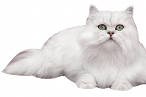 一只白色的猫