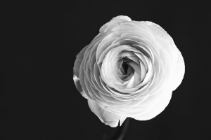 玫瑰 花 花瓣 花瓶 黑白 黑白 4k壁纸 3840x2160