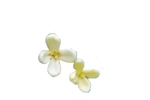 桂花花瓣