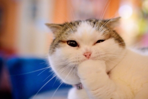 猫 情感 可爱 爪子 枪口 4k壁纸 3840x2160