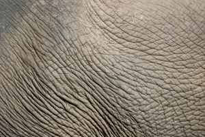 大象皮肤纹理背景