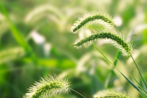 狗尾巴草5k壁纸图片