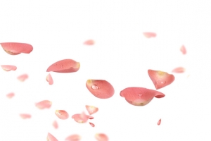 浪漫花瓣