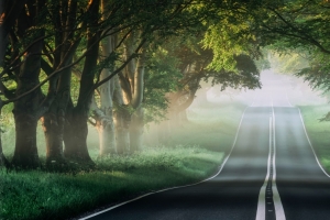 榕树路 薄雾 森林 自然风景3440x1440壁纸
