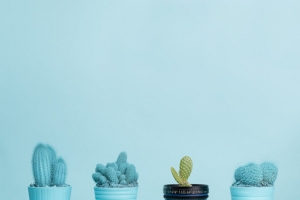 蓝色仙人掌花盆海报背景