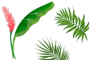 矢量手绘植物