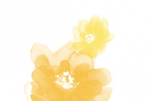 国画芙蓉