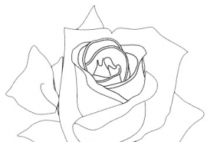 玫瑰素描
