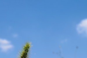 初秋格桑花语2