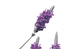 薰衣草花朵素材