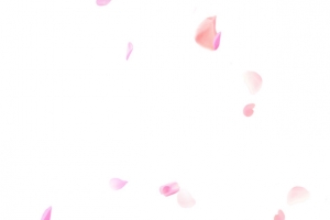 粉色花瓣