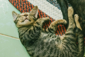 小猫 睡眠 谎言 4k壁纸 3840x2160