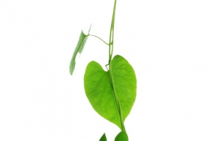 春天的植物效果树叶