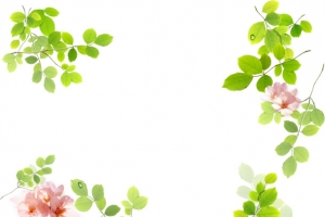 花草边框