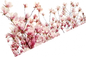 梅花，花，粉色，淘宝素材，花絮