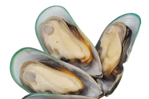 半壳青口贝
