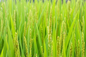 稻谷水稻粮食4k壁纸3840x2160