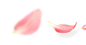 花瓣