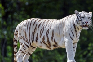 孟加拉虎 老虎 大猫 捕食者 嘴 尖牙 4k壁纸 3840x2160