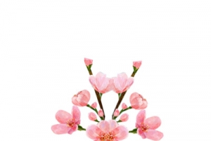 粉色的花