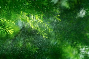 森林绿色植物水花 4K护眼壁纸 3840x2560