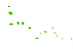 漂浮落叶高清PNG透明图片设计素材免费下载