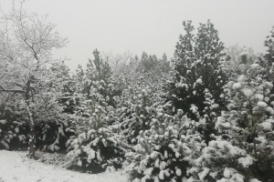 暮色茫茫，雪舞静默