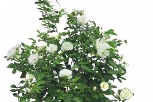 山茶树免扣素材